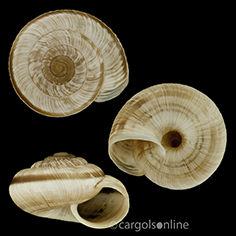 IMG_detallada/Xerotricha madritensis.jpg